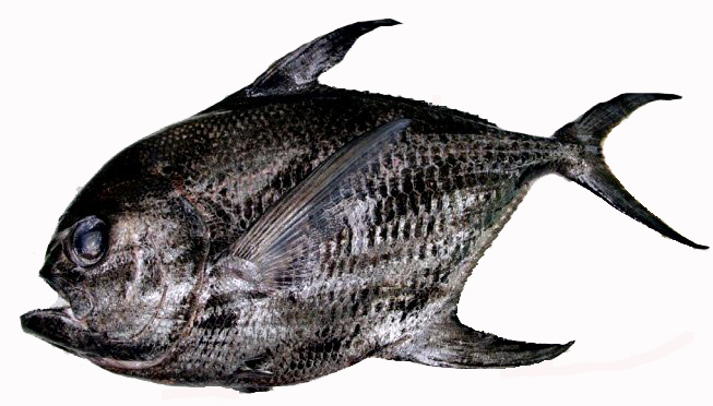 Taractichthys longipinnis_11